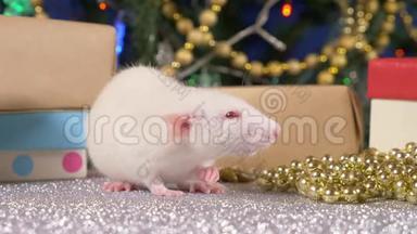 圣诞树和礼物背景上的<strong>小白鼠</strong>。 中国日历上的2020年动物符号